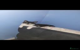 Mixed Breed cats for sale: 2 female kittens  - Image 2