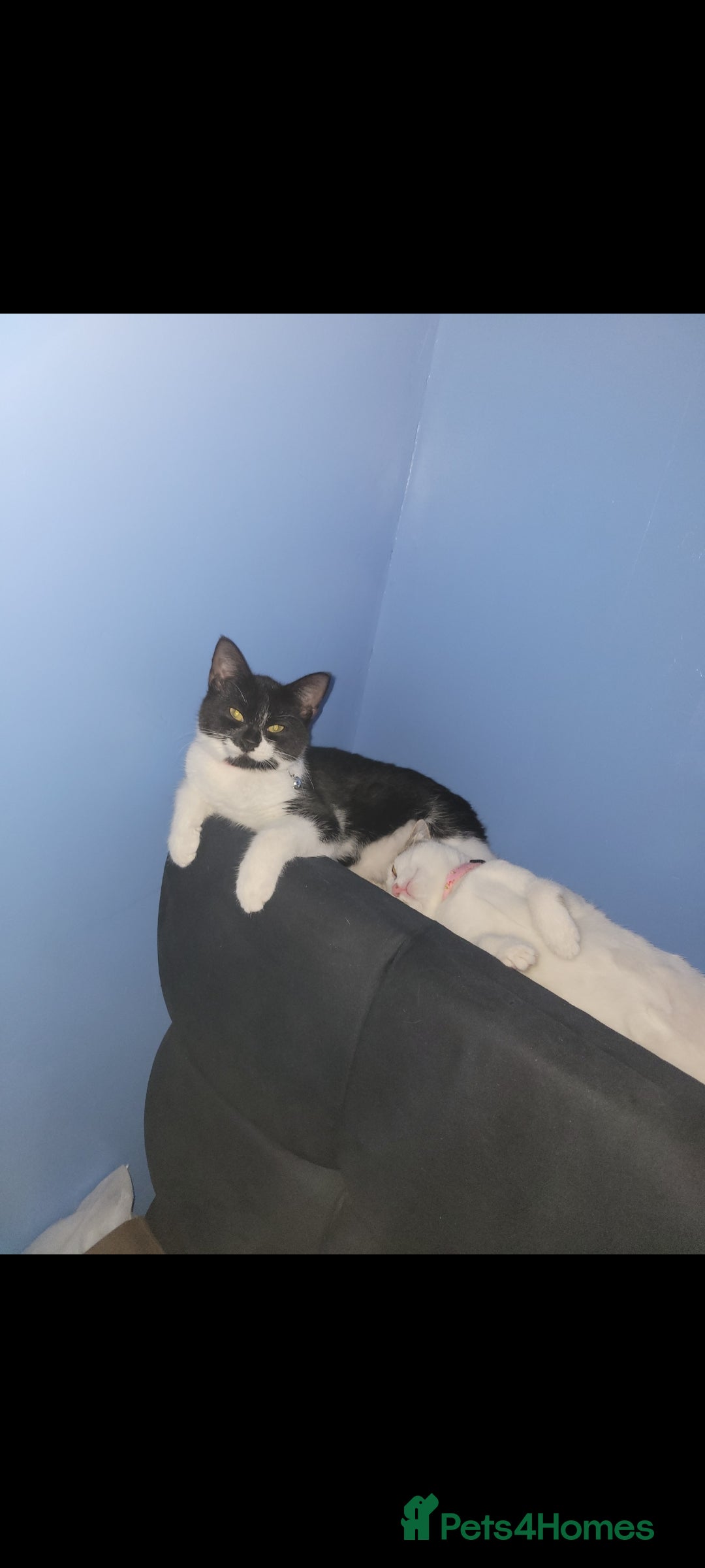 Mixed Breed cats for sale: 2 female kittens  - Image 2