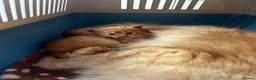 Maine Coon cats for sale: Majestic Fire Maine Coon Kittens - Advert 25