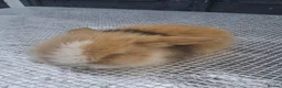 Lionhead rabbits for sale: Lionhead  - Advert 2
