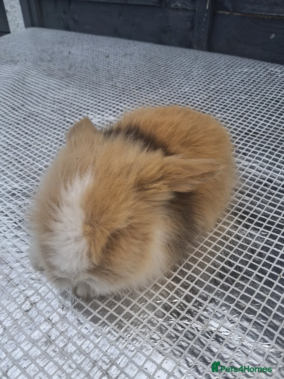 Lionhead rabbits for sale: Lionhead  - Advert 2