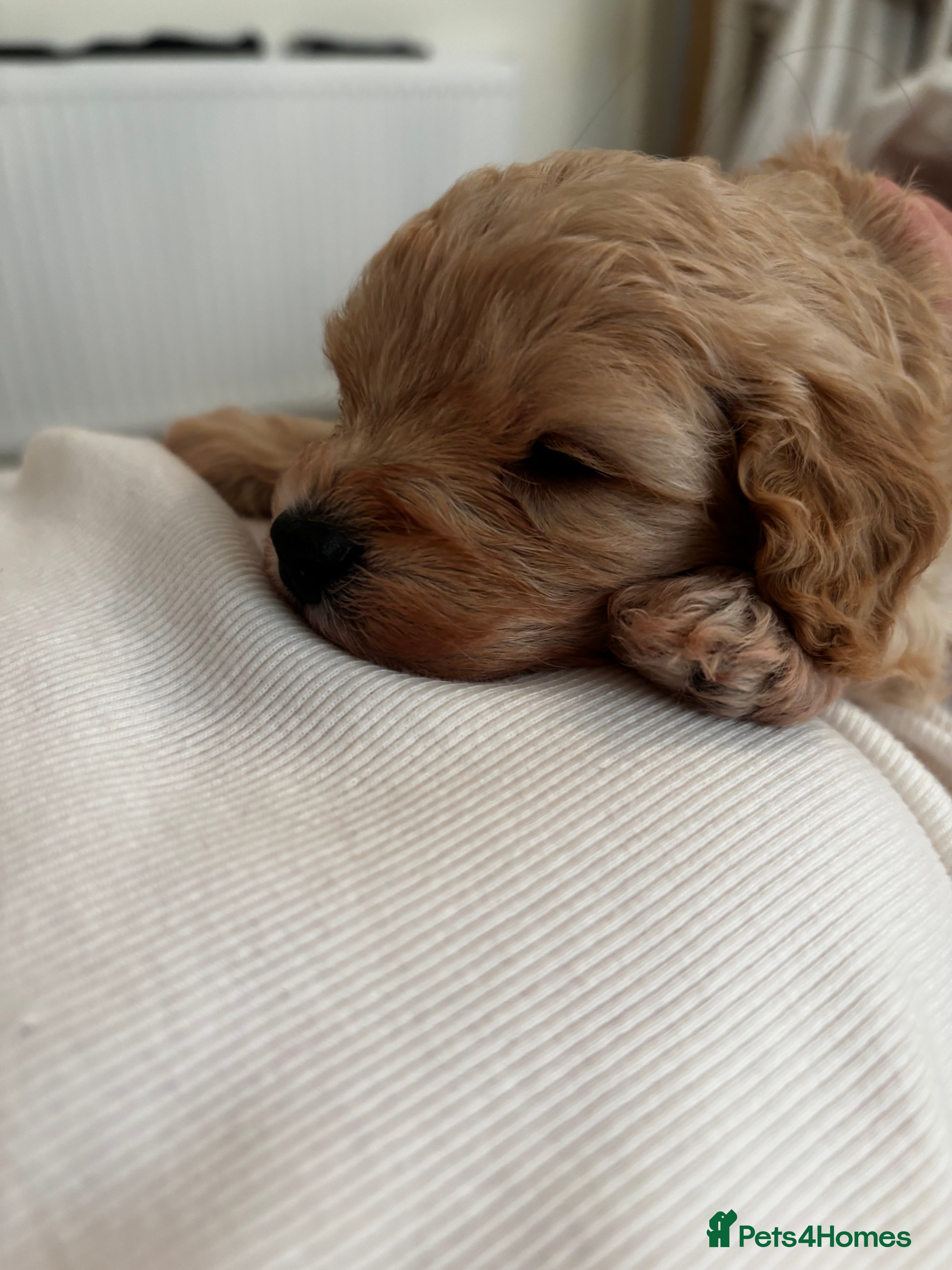 Cavapoo dogs Beautiful F1B Cavapoo puppies - only one remaining - Advert 10