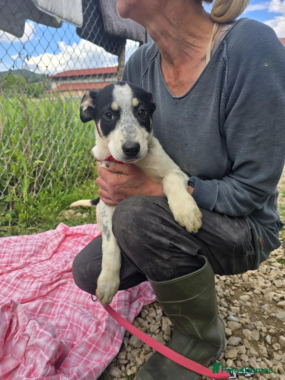 Mixed Breed dogs for adoption: MAKI  - Advert 3