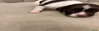 English Springer Spaniel Puppy 3