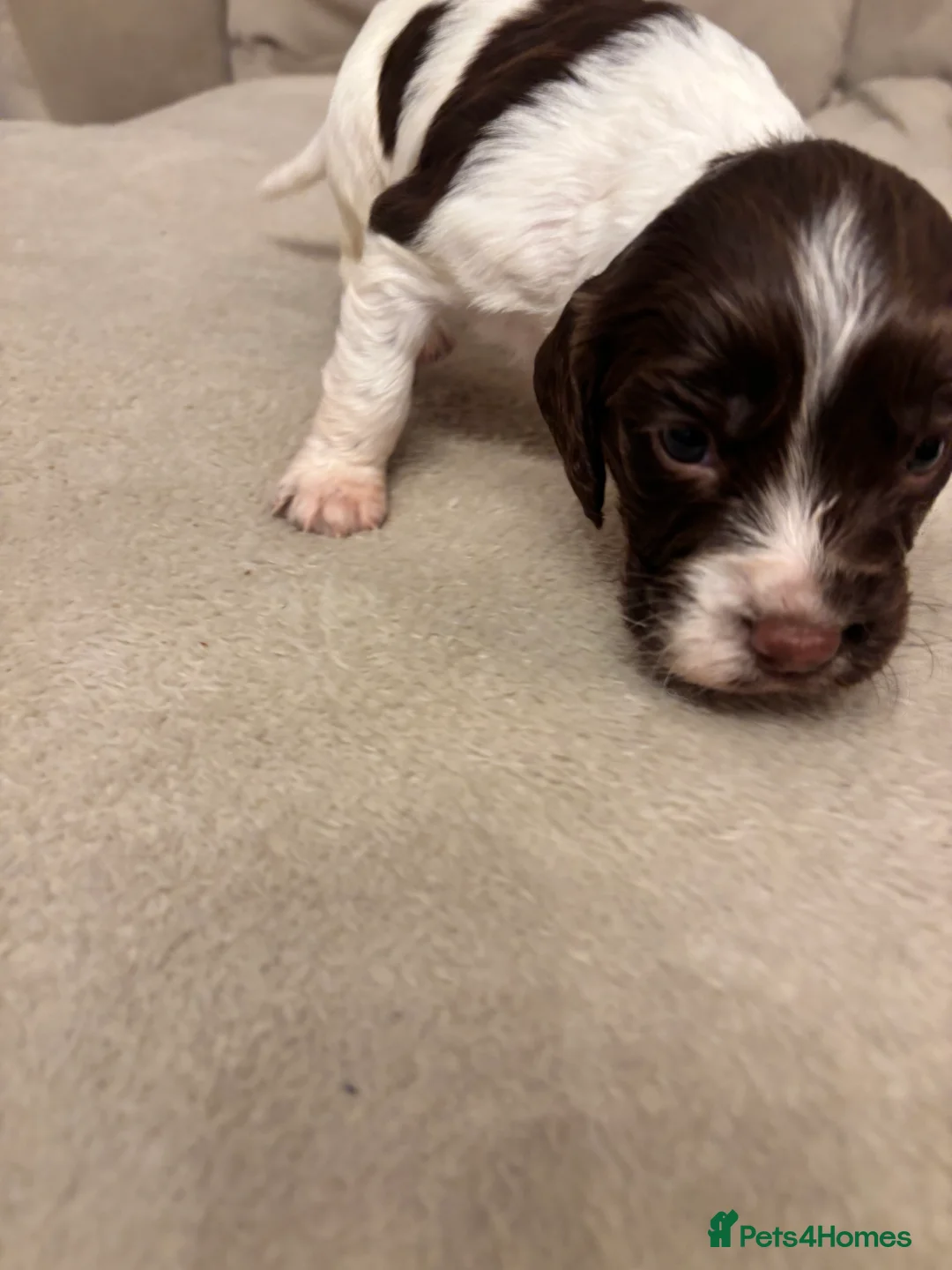 English Springer Spaniel dogs for sale: English springer spaniel puppies - Advert 25