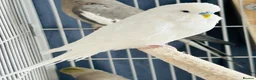 Budgerigars birds for sale: Budgies - 2 male, 1 female  - Advert 4