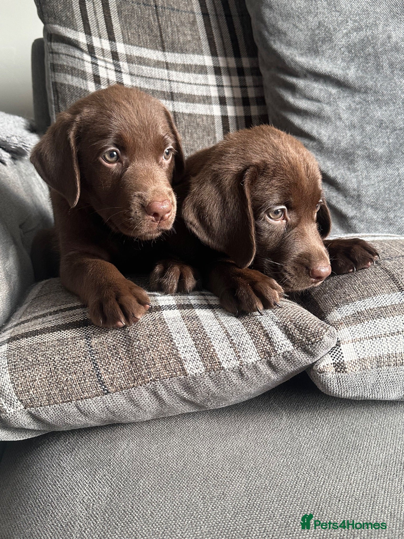 Labrador Retriever dogs Chocolate Labrador Puppies - Advert 1