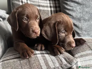 Labrador Retriever dogs Chocolate Labrador Puppies - Advert 1