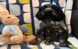 Cocker Spaniel dogs for sale: Stunning show cocker spaniel pups  - Image 3