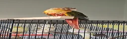 Conures birds for sale: Pineapple conure needs experienced new owner in Loughborough - Advert 2
