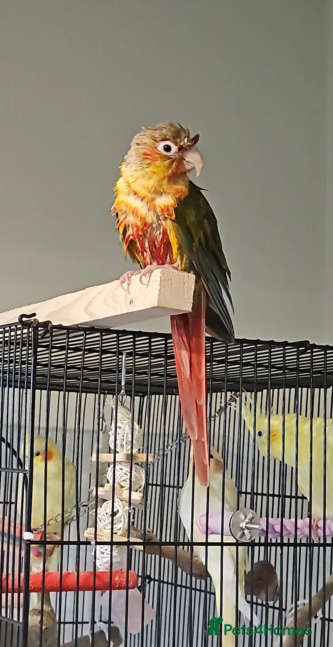 Conures birds for sale: Pineapple conure needs experienced new owner in Loughborough - Advert 2