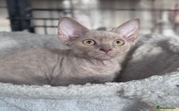 Devon Rex cats for sale: Adorable pedigree Devon Rex  - Image 7