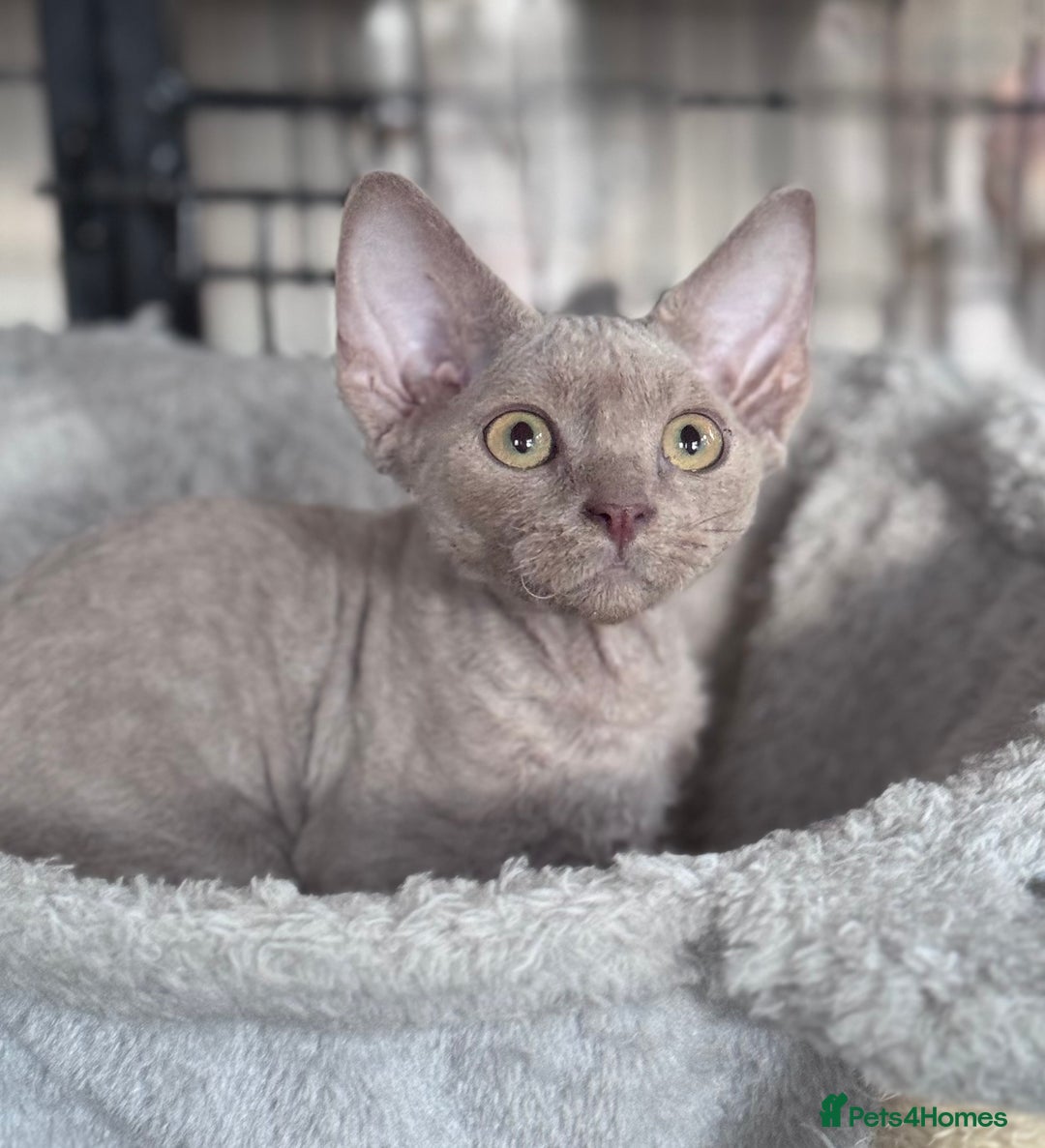 Devon Rex cats for sale: Adorable pedigree Devon Rex  - Image 7