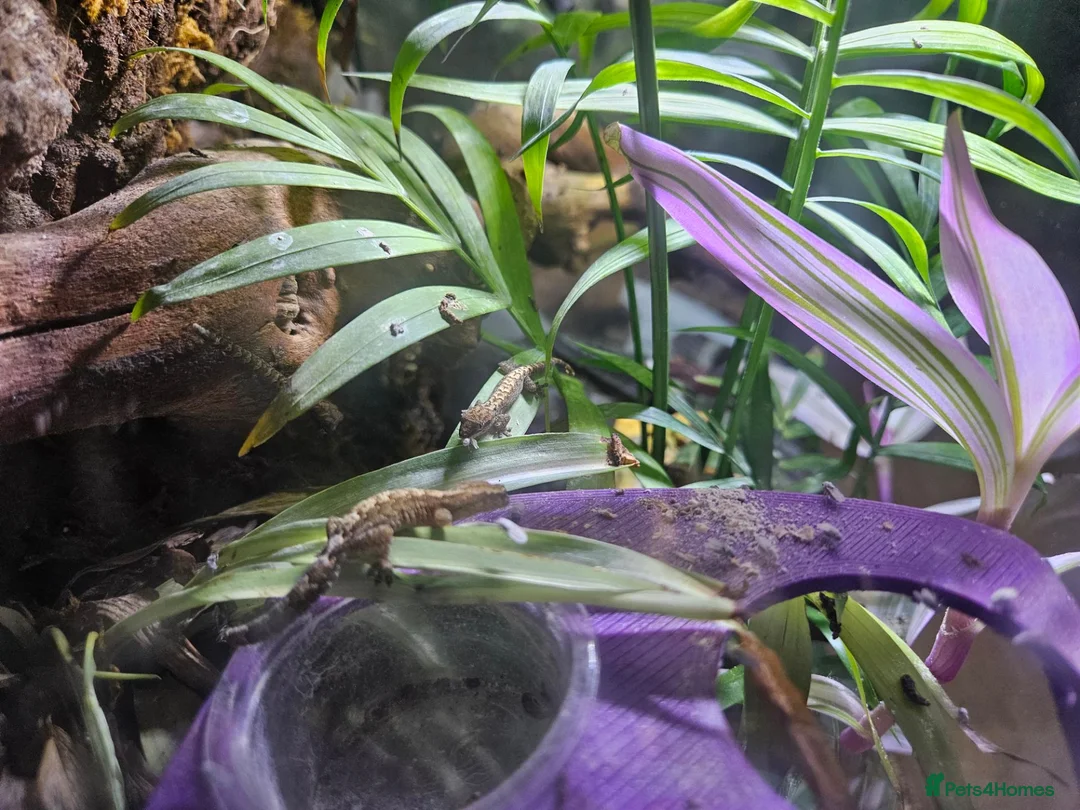 Gecko reptiles for sale: Mourning gecko  - Advert 2