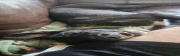 Mixed Breed dogs for adoption: Green for adoption in Hastings - Advert 8