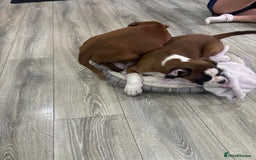 Boxer dogs for sale: KCR pups for sale  - Image 11