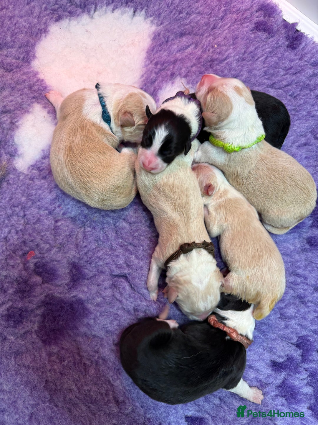 Border Collie dogs for sale: Stunning Traditional Show Line Health Tested Pups - Advert 4