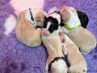 Border Collie dogs Stunning Traditional Show Line Health Tested Pups - Advert 2