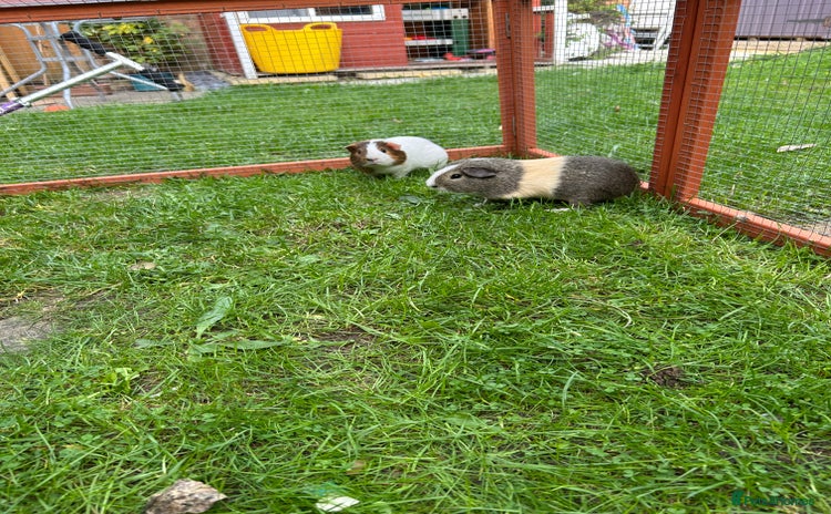 Guinea Pig rodents - Advert 2