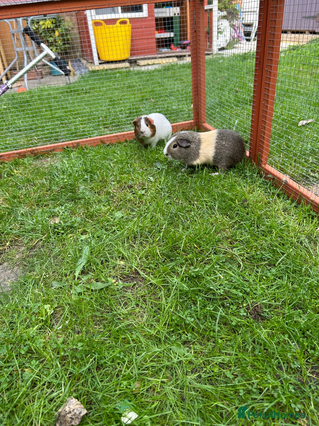 Guinea Pig rodents for sale: 2 male guinea pig brothers - Image 1