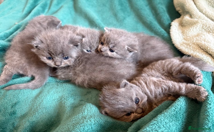 British Shorthair cats - Advert 10