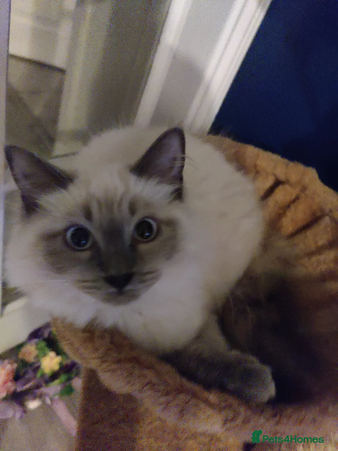 Ragdoll cats for sale: Pure ragdoll kittens  in Enfield - Advert 32