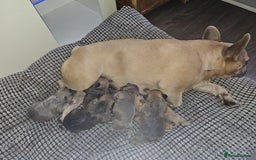 French Bulldog dogs for sale: Gorgeous french bulldogs - Image 14