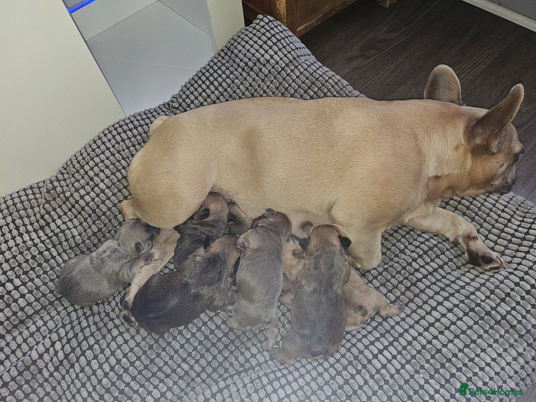 French Bulldog dogs for sale: Gorgeous french bulldogs - Image 14