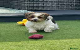 Biewer Terrier dogs for sale: Biewer terrier boy  - Image 4