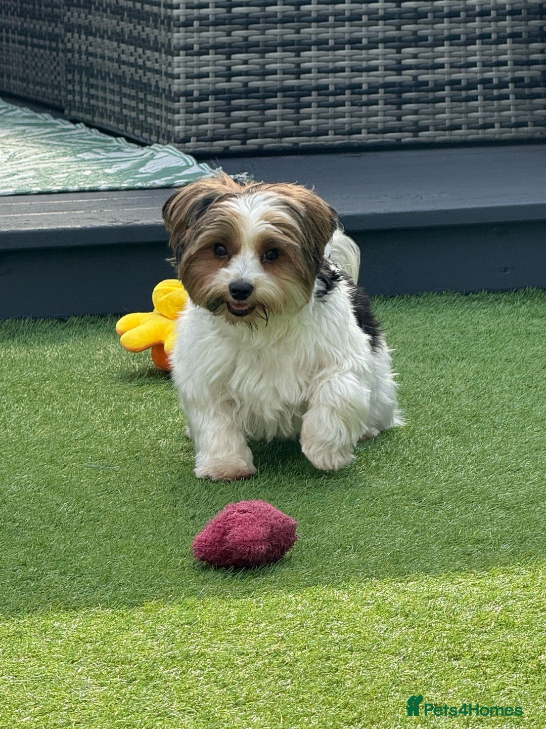 Biewer Terrier dogs for sale: Biewer terrier boy  - Image 4