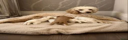 Cavapoo dogs for sale: Stunning litter of top quality F1 cavapoo puppies  in Durham - Advert 1