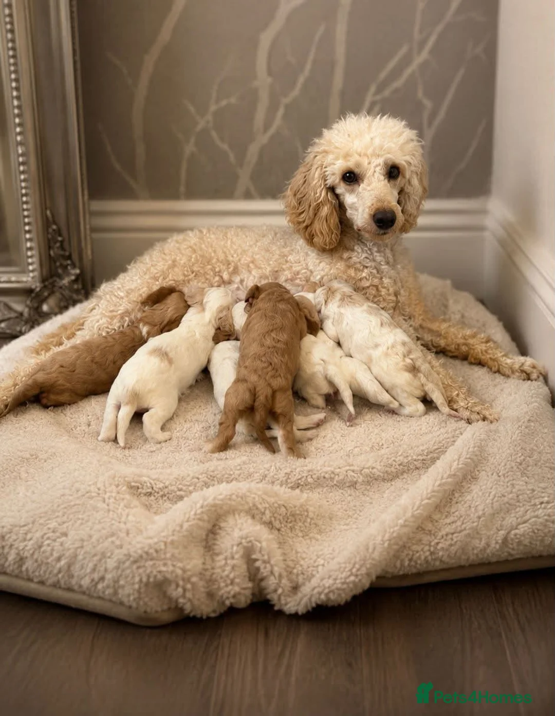 Cavapoo dogs for sale: Stunning litter of top quality F1 cavapoo puppies  in Durham - Advert 1