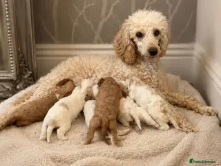 Cavapoo dogs Stunning litter of top quality F1 cavapoo puppies - Advert 6