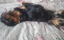 Cavalier King Charles Spaniel dogs for sale: Cuddle bug seeking home with cavalier friends - Image 6