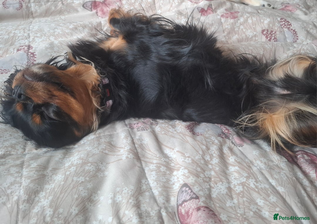 Cavalier King Charles Spaniel dogs for sale: Cuddle bug seeking home with cavalier friends - Image 6