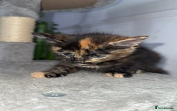 Mixed Breed cats for sale: FiveFemale Kittens Looking for Their ForeverHomes! - Advert 6