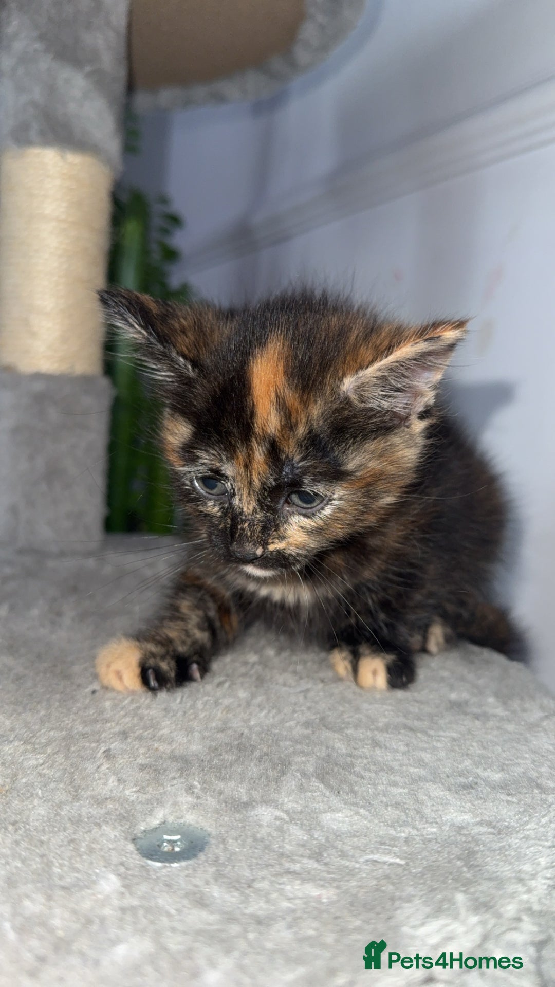 Mixed Breed cats for sale: FiveFemale Kittens Looking for Their ForeverHomes! - Advert 6