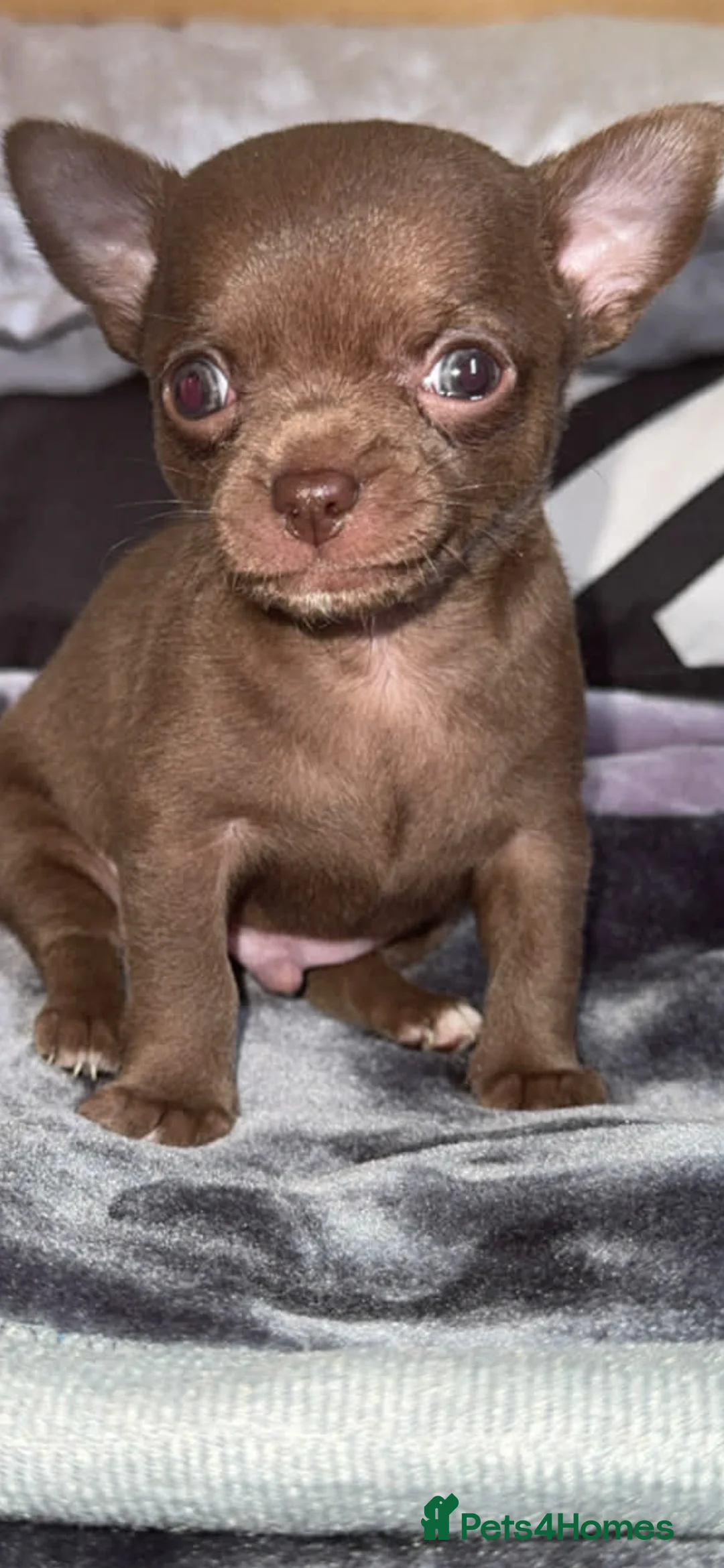Chihuahua dogs for sale: Beautiful kc chihuahua puppys - Advert 1