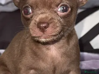 Chihuahua dogs Beautiful kc chihuahua puppys - Advert 1