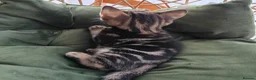 Mixed Breed cats for sale: Marble Bengal cross  - Advert 3