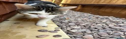 Mixed Breed cats for sale: 1 Male Cat - 1 year old in Huntingdon - Advert 2