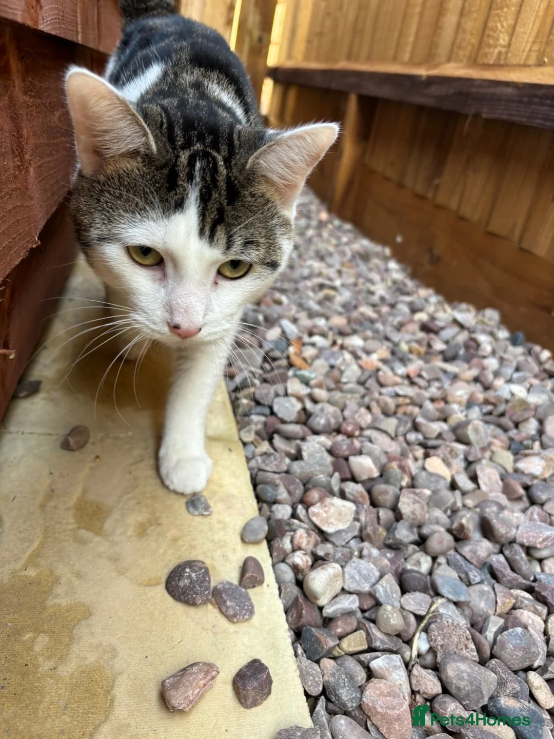 Mixed Breed cats for sale: 1 Male Cat - 1 year old in Huntingdon - Advert 2