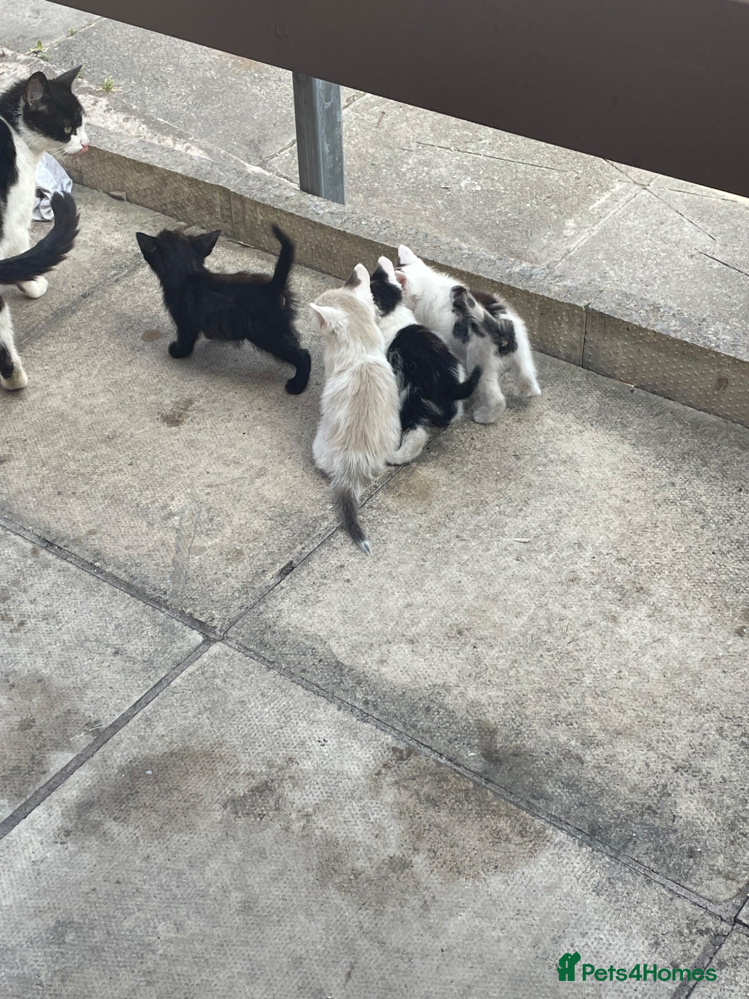 Mixed Breed cats 4 kittens  - Advert 1