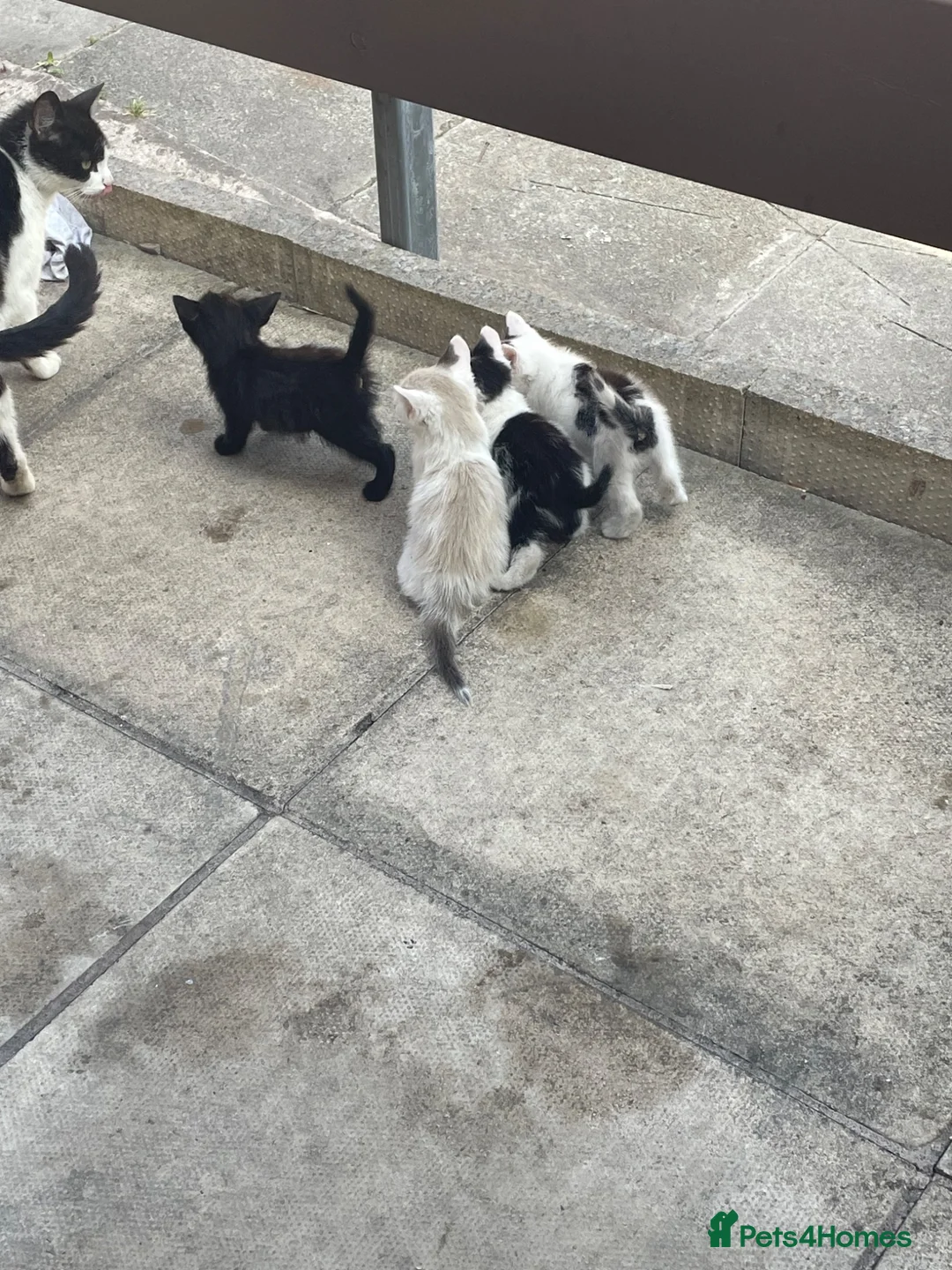Mixed Breed cats for sale: 4 kittens  - Advert 1