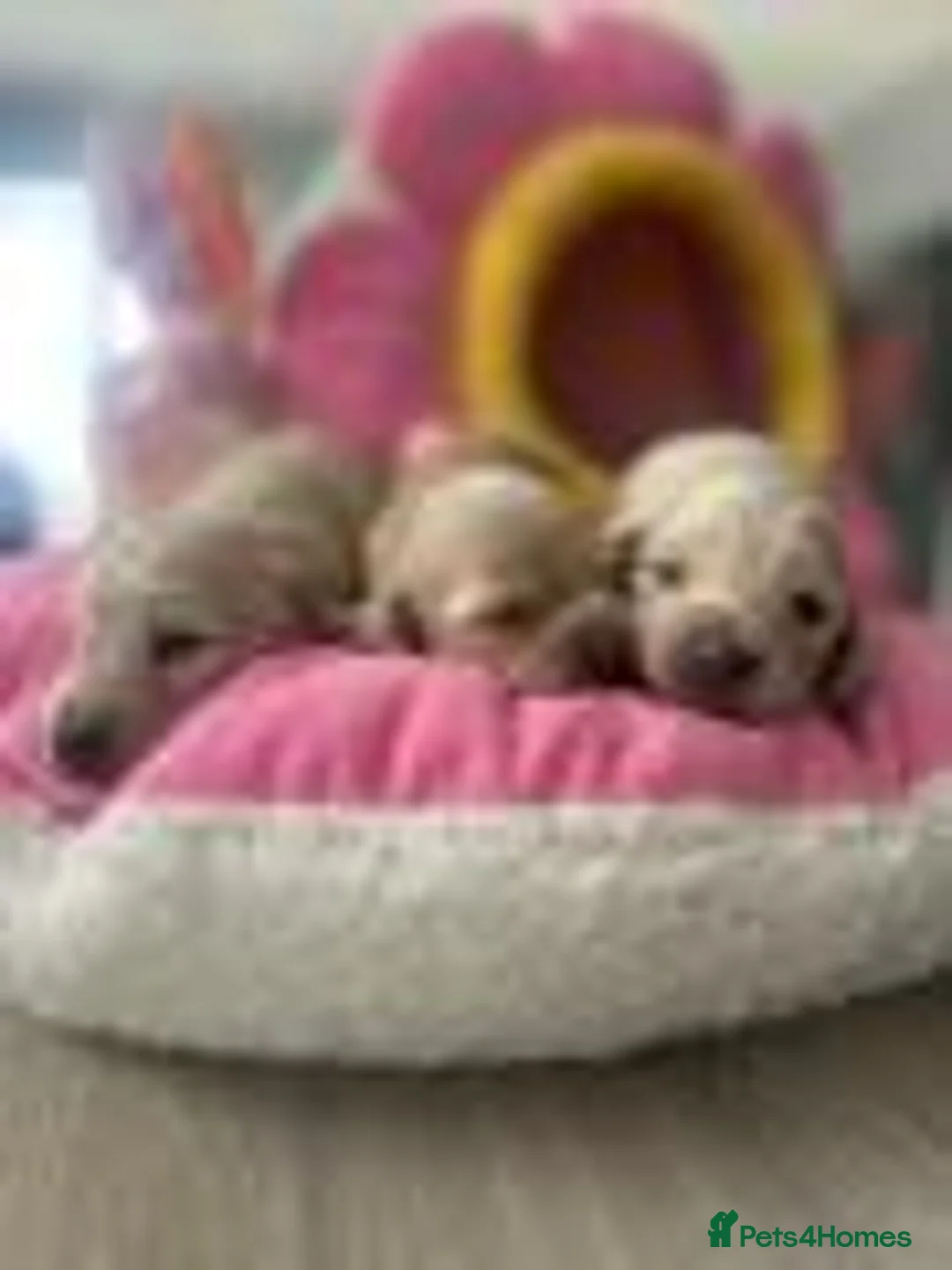 Miniature Dachshund dogs for sale: Miniature Cream Long Hair Dachshund Girls  - Advert 1