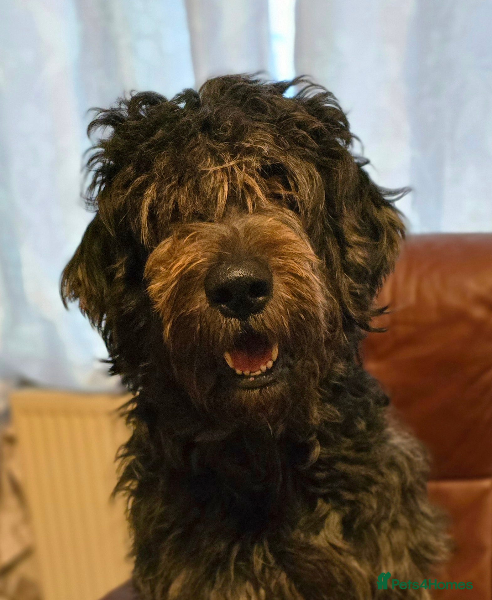Bergamasco dogs Bergamasco male seeks forever home - Advert 1