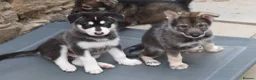 Northern Inuit dogs for sale: Last boy available from health tested parents - Advert 2