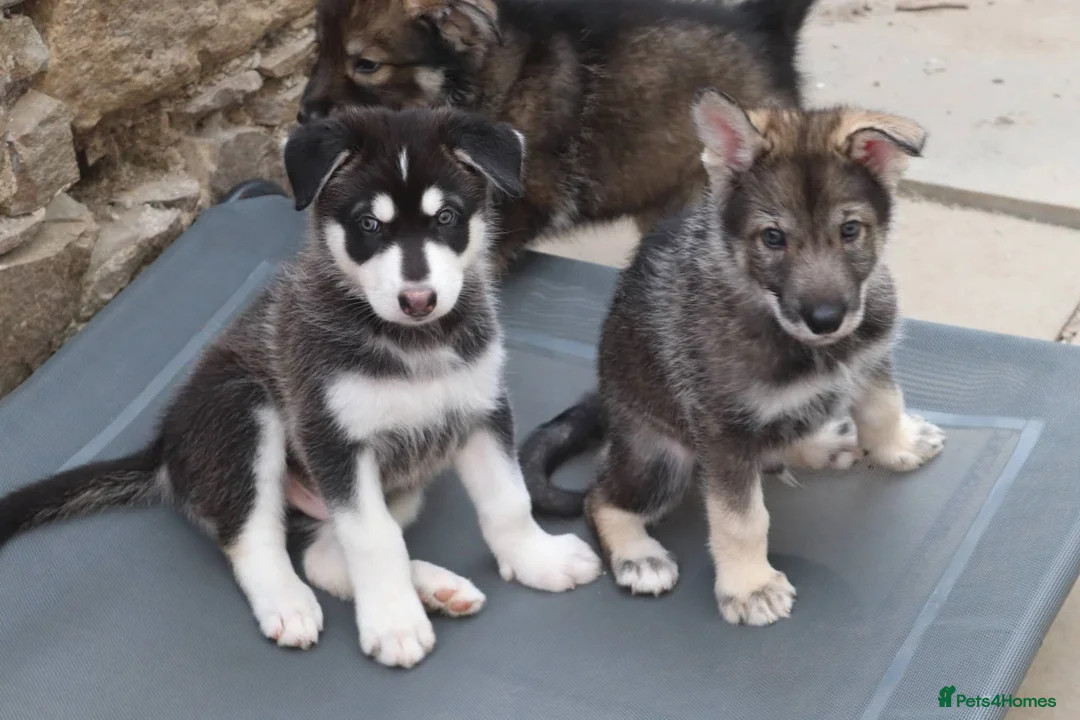 Northern Inuit dogs for sale: Last boy available from health tested parents - Advert 2