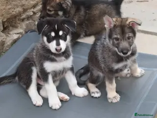Northern Inuit dogs Last boy available from health tested parents - Advert 11