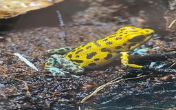 Frog reptiles for sale: Poison arrow frogs - fantastic frogs uk  - Image 5